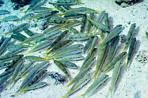 Yellowstripe goatfish (Mulloidichthys flavolineatus), school lying on the sand. Egypt, Red Sea.