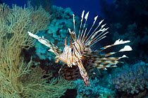 Lionfish (Pterois volitans) Egypt, Red Sea.