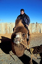 Huw Cordey, producer of 'Deserts' episode of BBC Planet Earth Series, sitting on domesticated bactrian camel (Camelus bactrianus), Gobi Desert, Mongolia, January 2004.