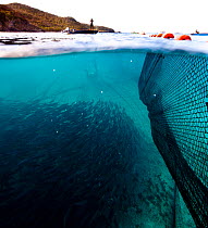 Shoal of fish beneath nets and small fishing boats in the Grenadines, Caribbean, February 2010.