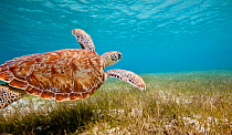 Green turtle (Chelonia mydas) swimming over sea grass, Grenadines, Caribbean, February 2010.