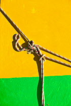 Knot against the side of a colourful boat in the Grenadines, Caribbean. February 2010.