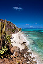 Cacti beside empty beach in the Grenadines, Caribbean. February 2010.