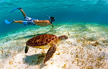 Young man snorkeling with a Green turtle (Chelonia mydas) in the Grenadines, Caribbean, February 2010. Model Released.