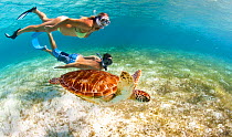 Young man and woman snorkeling with a Green turtle (Chelonia mydas) in the Grenadines, Caribbean. February 2010.