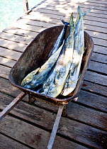 Large fish (Dolphin fish?) in a wheelbarrow, Grenadines, Caribbean. February 2010.