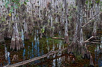 Bald Cypress tree swamp (Taxodium distichum) Florida, USA.