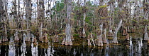 Bald Cypress tree swamp (Taxodium distichum) Florida, USA.