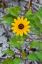 Black-Eyed Susan (Rudbeckia hirta) flower, Sanibel Island, Florida, USA