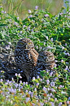 Pair of Burrowing owls (Athene cunicularia) at entrance to burrow. Cape Coral, Florida, USA
