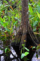 Bald cypress (Taxodium distichum) buttress root submerged, Corkscrew Swamp, Florida, USA