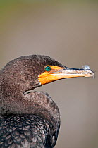 Head portrait of Double-crested cormorant: (Phalacrocorax auritus) Everglades, Florida, USA