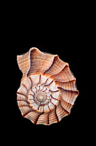 Lightning whelk shell (Busycon contrarium / pulleyi) from Calda Channel, Key West, Florida, USA