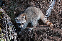 Raccoon (Procyon lotor) Everglades, Florida, USA