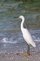 Snowy egret (Egretta thula) standing on beach,  Sanibel Island, Florida, USA