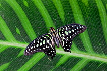 Tailed jay butterfly (Graphium agamemnon) at rest on leaf, USA