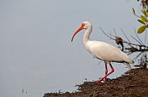 White ibis (Eudocimus albus) standing at waters edge, Ding Darling Nature Reserve, Sanibel Island, Florida, USA