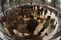 Saami reindeer herdsman sorting Reindeer (Rangifer tarandus) in enclosure, Lapland, Sweden, November 2009