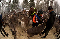 Saami reindeer herdsman tagging Reindeer (Rangifer tarandus) in enclosure, Lapland, Sweden, November 2009