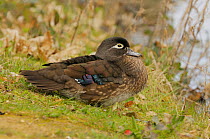 Female Carolina wood duck (Aix sponsa) on bank by water, captive, occurs North America