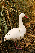 Portrait of Coscoroba swan (Coscoroba coscoroba) standing amongst reeds, captive, occurs South America