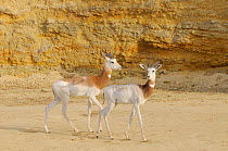 Two Dama gazelles (Nanger dama)  captive, occurs in Saharan Africa