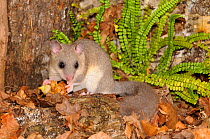 Edible dormouse (Glis glis) foraging on the forest floor, France, Europe
