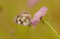 Marbled white butterfly (Melanargia galathea) at rest on flower, England, UK