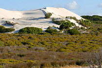 View of fynbos vegetation and sand dunes. Dehoop Nature reserve, Western Cape, South Africa