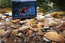 Panamanian golden frog (Atelopus ziteki) reacting to the image of a frog on a video monitor. Experiment carried out to reveal the purpose of the frog's waving behaviour - to attract mates and deter ri...