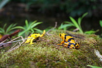 Panamanian Golden Frog (Atelopus ziteki) reacting to the model of a waving frog. Experiment carried out to reveal the purpose of the frog's waving behaviour  to attract mates and deter rivals. Featur...