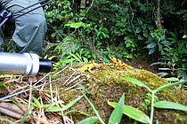Filming Panamanian Golden Frog (Atelopus ziteki)reacting to the model of a waving frog. Experiment carried out to reveal the purpose of the frog's waving behaviour  to attract mates and deter rivals....