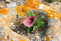 Dead Horse Arum (Helicodiceros / Dracunculus muscivorus) flower, Aire Islet, Menorca / Minorca, April