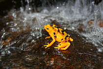 Panamanian Golden Frog (Atelopus ziteki) Panama,~Featured in BBC NHU series 'Life in Cold Blood'. Species now extinct in the wild