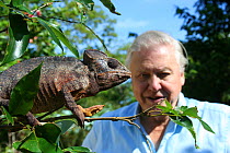 Sir David Attenborough observing a male Oustalet's chameleon (Furcifer oustaleti) the largest chameleon in the world, Montagne D'Ambre, Madagascar, on location for filming of BBC NHU series 'Life in C...
