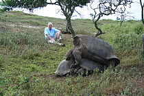 Sir David Attenborough observing Galapagos Giant tortoises (Geochelone nigra) mating in the shade of a tree, midday, Alcedo Crater, Isabela Is, Galapagos, May 2006, on location for filming for BBC NHU...