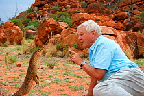 Sir David Attenborough with Argus monitor (Varanus panoptes rubidus) standing on its hind legs when approached, Western Australia. November 2006, on location filming for BBC NHU series 'Life in Cold B...