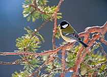 Great tit (Parus major) perched in a pine branch, Finland, Europe