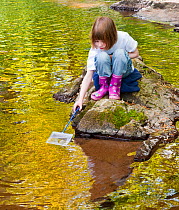 Young girl with fishing net, playing beside a small river, pond dipping, Angus, Scotland. Model released