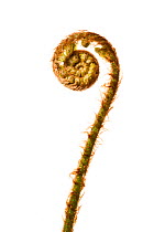 Close up of single frond of Golden scaled Male fern (Dryopteris affinis) unfurling, Scotland, UK