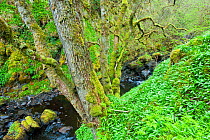 Stream running through of old Hazel (Corylus avellana)woodland, near Golspie, Sutherland, Scotland, UK, May 2009