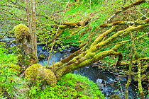 Stream running through natural old Hazel (Corylus avellana)woodland, near Golspie, Sutherland, Scotland, UK, May 2009