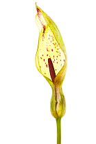 Cuckoo pint / Wild arum / Lords and ladies (Arum maculatum) in flower meetyourneighbours.net project