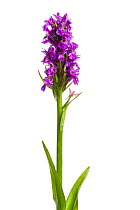 Northern marsh orchid (Dactylorhiza purpurella) in flower, Scotland, UK meetyourneighbours.net project