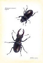 Male and female Stag beetle (Lucanus cervus) Photograph with text inserted, and manipulated to appear as book illustration, England, UK