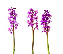 Three stems of Early purple orchid (Orchis mascula) Scotland, UK, May, meetyourneighbours.net project