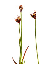 Three stems of flowered rush  (Butomus umbellatus) Scotland, UK meetyourneighbours.net project