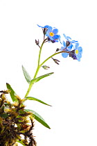 Alpine Forget-me-not (Myosotis asiatica) in flower,  Scotland, UK