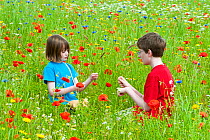 Young girl and boy playing in a wildflower meadow, Scotland, UK, July 2009