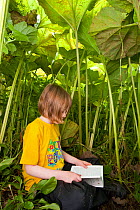 Young girl sitting under a canopy of large Butterbur (Petasites sp) leaves, reading a book, Scotland, UK